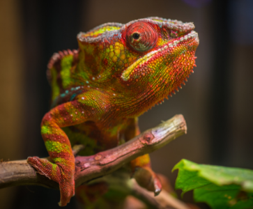 Exotic-Pets-Chameleon-1 Exotic-Pets-Chameleon-1